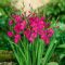 Gladiolus byzantinus - Bizánci kardvirág 15 db/csomag – Egyéb őszi virághagymák