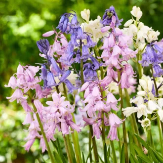 Hyacinthoides Hispanica Mix - Spanyol harangvirág mix 15db/csomag (Virághagyma)