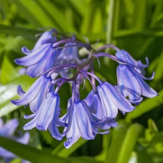 Hyacinthoide Non Scripta - Angol kékcsengő 10 db/csomag – Jácint