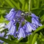 Hyacinthoide Non Scripta - Angol kékcsengő 10 db/csomag – Jácint