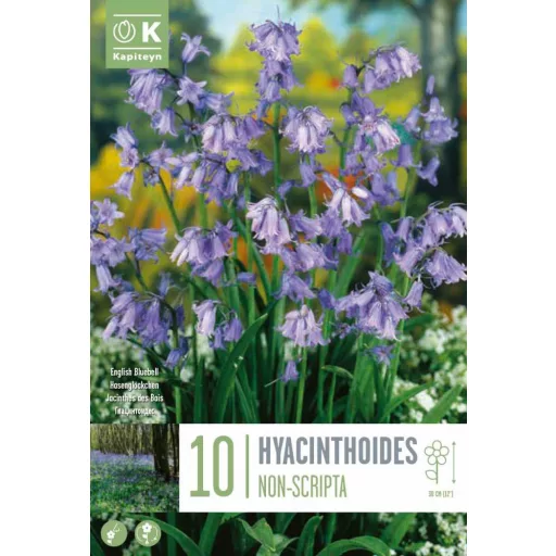 Hyacinthoide Non Scripta - Angol kékcsengő 10 db/csomag – Jácint