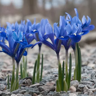 Iris Harmony - Írisz nőszirom 15db/csomag (Virághagyma)