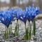 Iris Harmony - Írisz nőszirom 15db/csomag (Virághagyma)