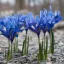 Iris Harmony - Írisz nőszirom 15db/csomag (Virághagyma)
