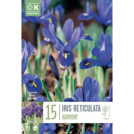 Iris Harmony - Írisz nőszirom 15db/csomag (Virághagyma)