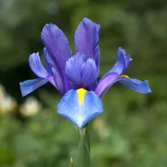   Iris Hollandica  Blue - Írisz Kék 10db/csomag (Virághagyma)