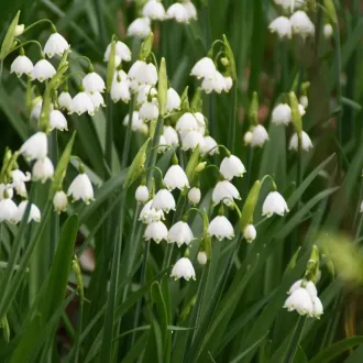 Leucoj Aestivum- Nyári tőzike Leucojum aestivum 5db/csomag – Hóvirág, tőzike