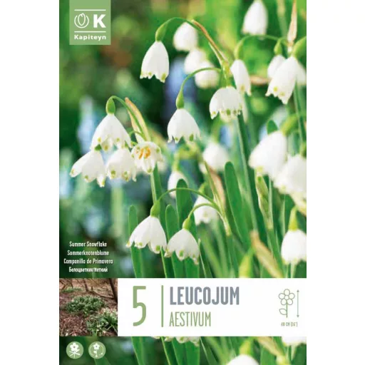 Leucoj Aestivum- Nyári tőzike Leucojum aestivum 5db/csomag – Hóvirág, tőzike