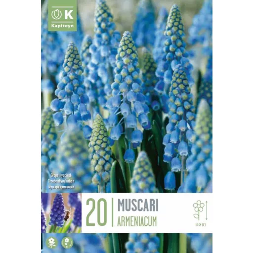 Muscari Armeniacum - Örmény fürtös gyöngyike 20db/csomag