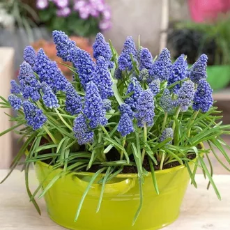 Muscar Blue Spike - Telt kék fürtös gyöngyike 20db/csomag – Muscari