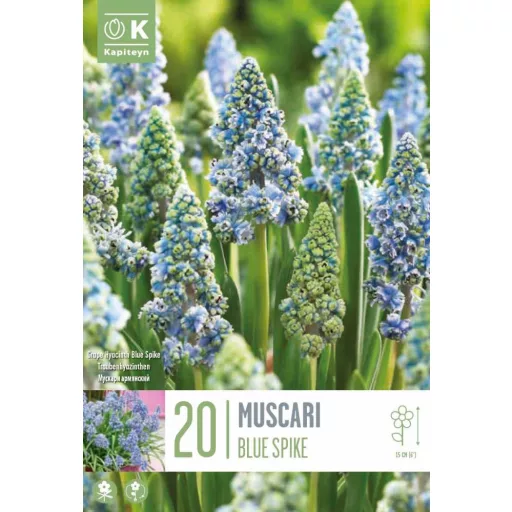 Muscar Blue Spike - Telt kék fürtös gyöngyike 20db/csomag – Muscari