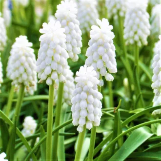 Muscari Siberian Tiger - Fehér fürtös gyöngyike 10db/csomag