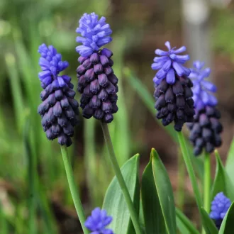 Muscari Latifolium - Széleslevelű gyöngyike 20db/csomag
