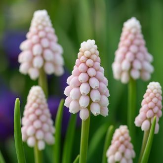 Muscari ‘Pink Sunrise’ – Rózsaszín fürtös gyöngyike