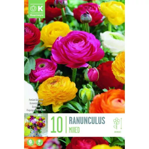 Ranunculus asiaticus Mix – Ázsiai boglárka színkeverék