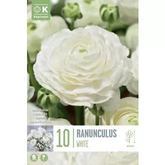   Ranunculus asiaticus ‘Aviv White’ – Ázsiai boglárka, fehér (10 db virághagyma)