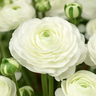 Ranunculus asiaticus ‘Aviv White’ – Ázsiai boglárka, fehér