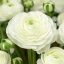 Ranunculus asiaticus ‘Aviv White’ – Ázsiai boglárka, fehér