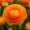 Ranunculus asiaticus ‘Aviv Orange’ – Ázsiai boglárka, narancssárga
