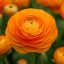 Ranunculus asiaticus ‘Aviv Orange’ – Ázsiai boglárka, narancssárga