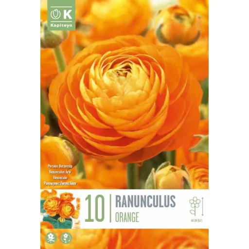 Ranunculus asiaticus ‘Aviv Orange’ – Ázsiai boglárka, narancssárga