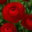 Ranunculus asiaticus ‘Aviv Red’ – Ázsiai boglárka, piros