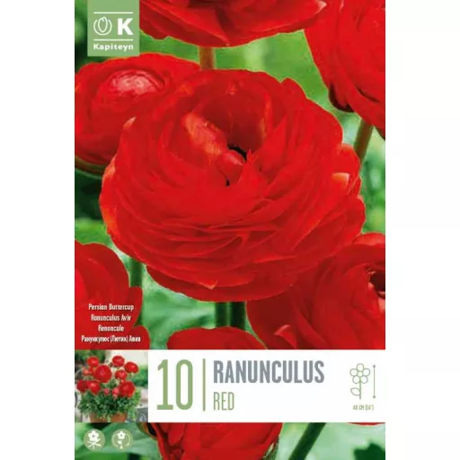 Ranunculus asiaticus ‘Aviv Red’ – Ázsiai boglárka, piros