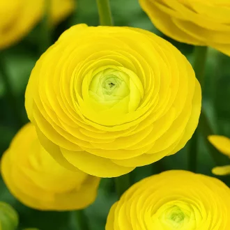 Ranunculus asiaticus ‘Aviv Yellow’ – Ázsiai boglárka, sárga