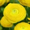 Ranunculus asiaticus ‘Aviv Yellow’ – Ázsiai boglárka, sárga