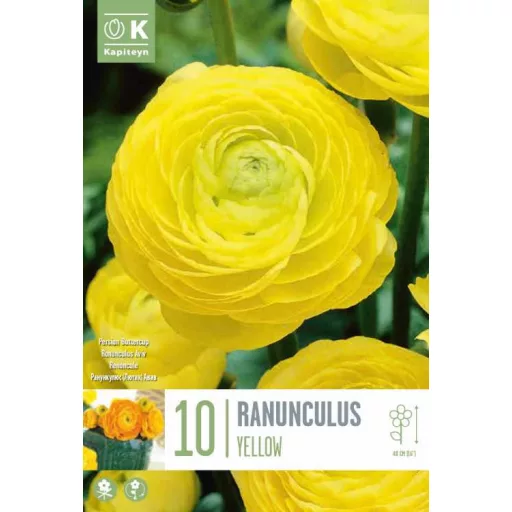 Ranunculus asiaticus ‘Aviv Yellow’ – Ázsiai boglárka, sárga (10 db virághagyma)