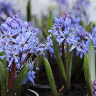 Scilla Bifolia - Csillagvirág Bifolia 12 db/csomag – Egyéb őszi virághagymák