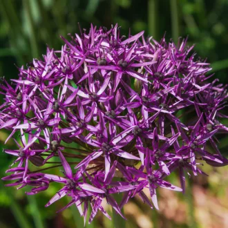 Allium 'Christophii' - Allium díszhagyma 5db/csomag