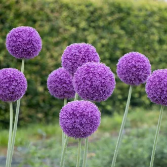 Allium 'Giganteum' - Allium díszhagyma 1db/csomag