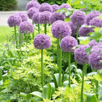 Allium 'Globemaster' - Allium díszhagyma 1db/csomag
