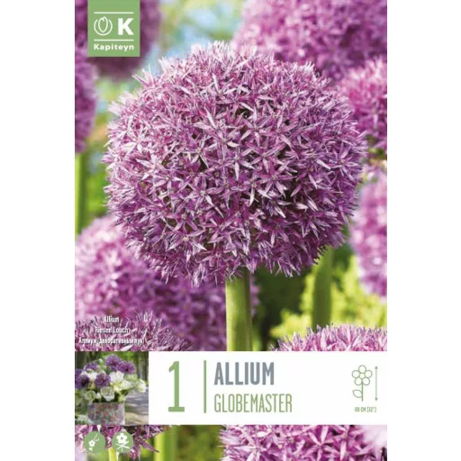 Allium 'Globemaster' - Allium díszhagyma 1db/csomag