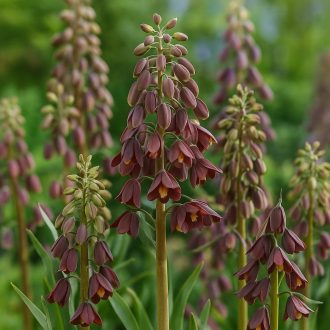 Fritillaria persica - Perzsa császárkorona 1 db/csomag