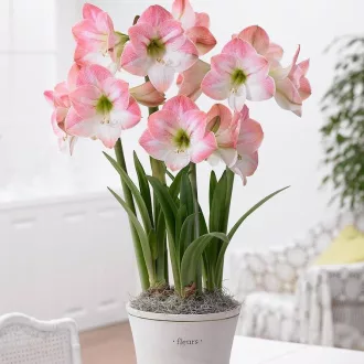 Amaryllis - APPLE BLOSSOM - Amaryllis 1db/csomag – Liliom