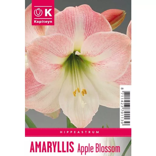 Amaryllis - APPLE BLOSSOM - Amaryllis 1db/csomag – Liliom
