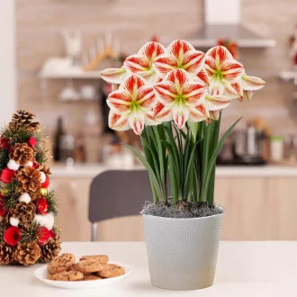 Amaryllis - CLOWN - Amaryllis 1db/csomag (Virághagyma) – Liliom