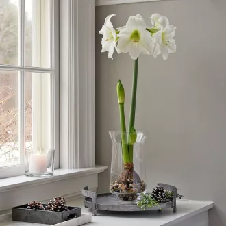 Amaryllis - MATTERHORN - Amaryllis 1db/csomag (Virághagyma) – Liliom