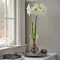 Amaryllis - MATTERHORN - Amaryllis 1db/csomag (Virághagyma) – Liliom