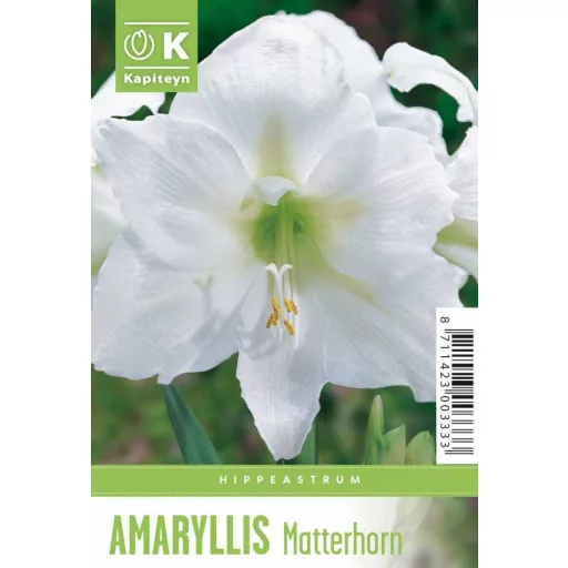 Amaryllis - MATTERHORN - Amaryllis 1db/csomag (Virághagyma) – Liliom