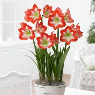 Amaryllis - MINERVA - Amaryllis 1db/csomag (Virághagyma) – Liliom