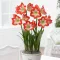 Amaryllis - MINERVA - Amaryllis 1db/csomag (Virághagyma) – Liliom