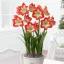 Amaryllis - MINERVA - Amaryllis 1db/csomag (Virághagyma) – Liliom