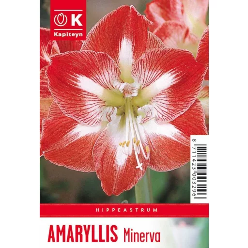 Amaryllis - MINERVA - Amaryllis 1db/csomag (Virághagyma) – Liliom