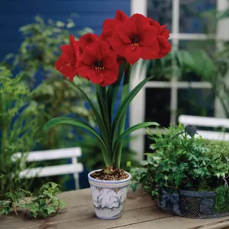 Amaryllis - RED LION - Amaryllis 1db/csomag (Virághagyma) – Liliom