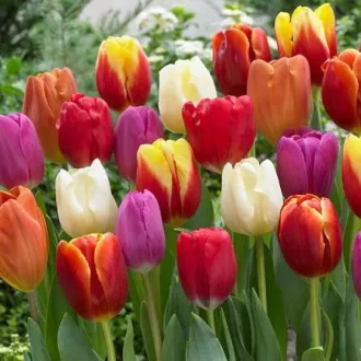 Tulipa Triumph mix - Tulipán Triumph színkeverék 24db/csomag