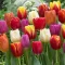 Tulipa Triumph mix - Tulipán Triumph színkeverék 24db/csomag