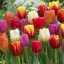 Tulipa Triumph mix - Tulipán Triumph színkeverék 24db/csomag